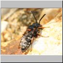 Epeolus sp - Filzbiene w02a 8mm - Teverener-Heide.jpg